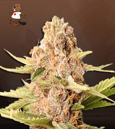 animal-cookies-autoflower-image