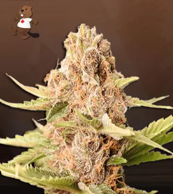 Animal Cookies Autoflower