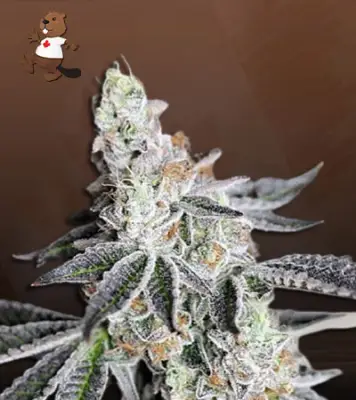 Animal Mint Autoflower