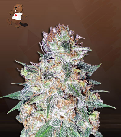 aurora-autoflower-image