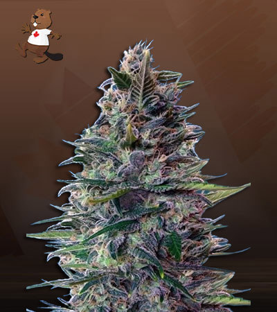 blue-diesel-autoflower-image