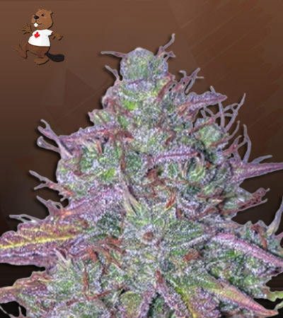 blue-mystic-autoflower-image