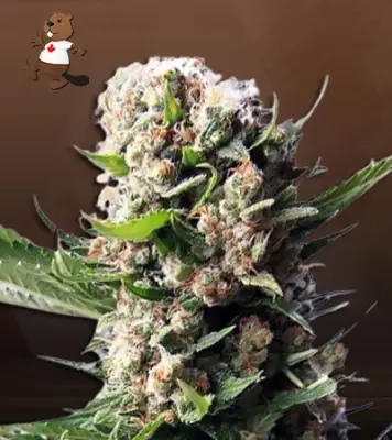 Blueberry Diesel Autoflower