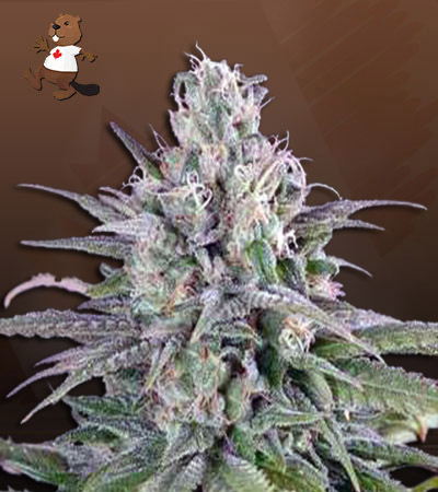 bubba-white-autoflower-image