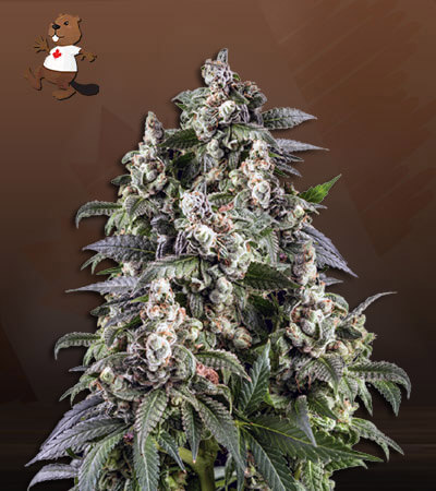 cafe-racer-autoflower-image