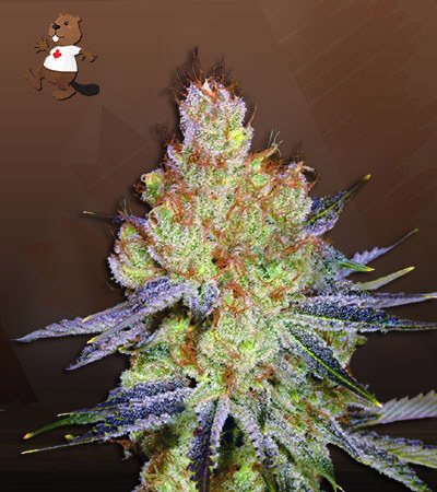 california-orange-autoflower-image