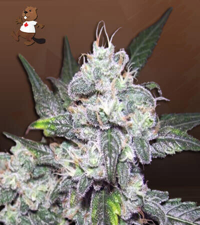 cereal-milk-autoflower-image