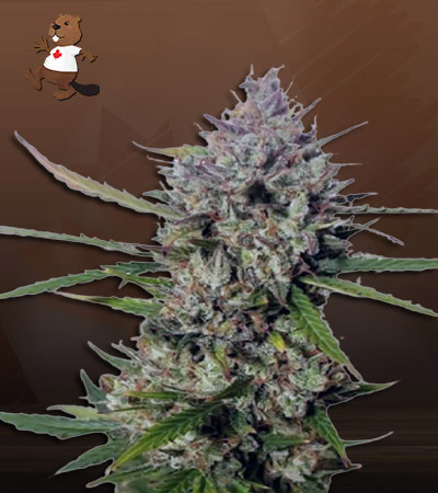 diesel-berry-autoflower-image