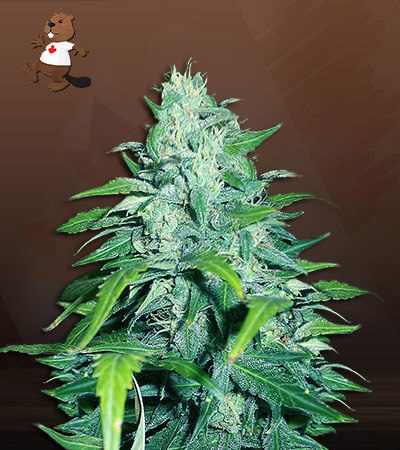 dwarf-low-flyer-autoflower-image