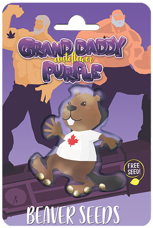 grand-daddy-purple-autoflower-image