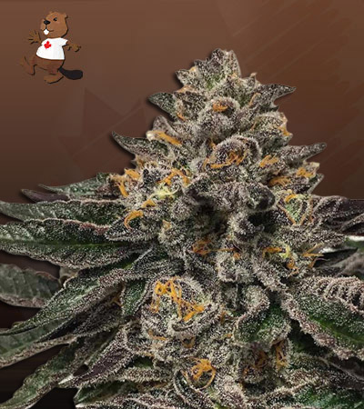 grape-drink-autoflower-image