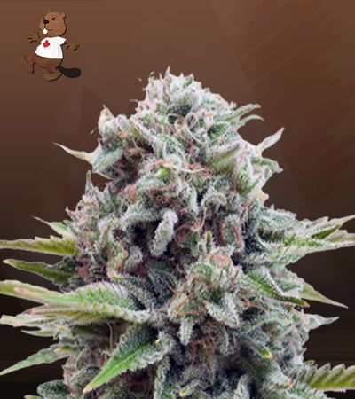 gravity-autoflower-image