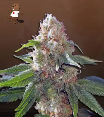 Hawaiian Gold Autoflower