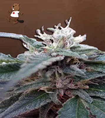 Hemlock Autoflower