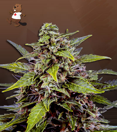 juicy-fruit-autoflower-image