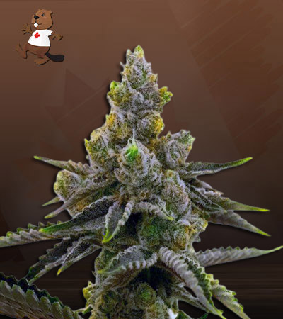 kali-girl-autoflower-image