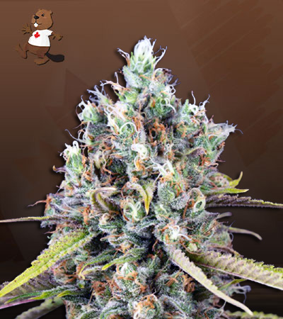 killer-lemonade-auto-fast-version-image