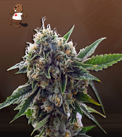 king-louis-xiii-autoflower-image