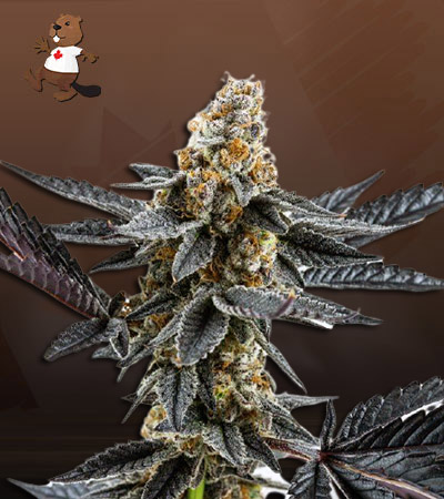 meat-breath-autoflower-image