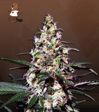 mint-head-autoflower-image