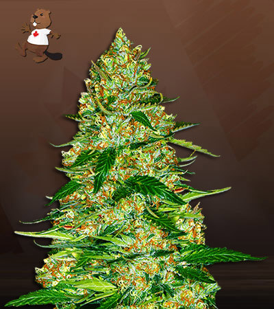 northern-lights-autoflower-image