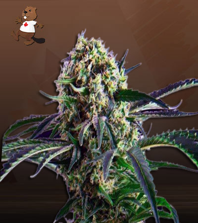 northern-wreck-autoflower-image