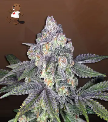 Orange Cake Autoflower