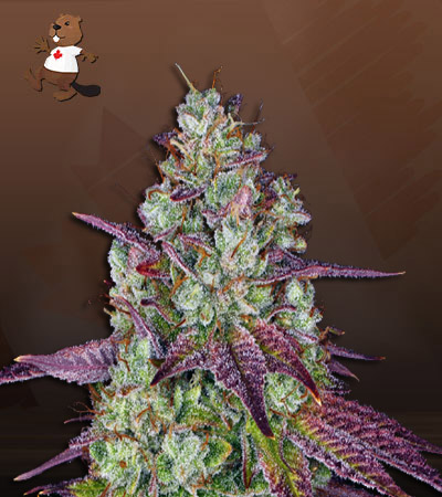 pink-sunset-autoflower-image