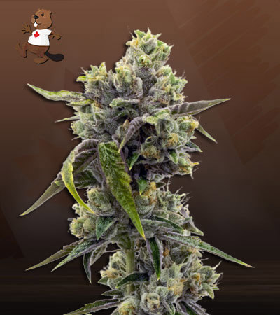 purple-martian-kush-autoflower-image