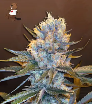 Skunk Autoflower