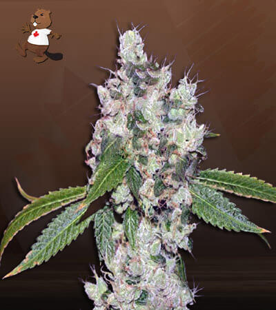 sour-flower-autoflower-image