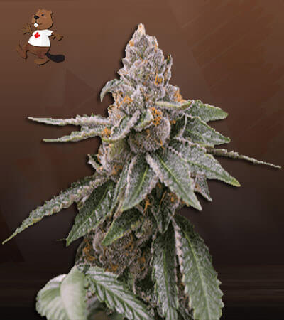 sour-girl-autoflower-image