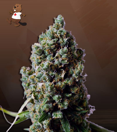 sour-grapes-autoflower-image