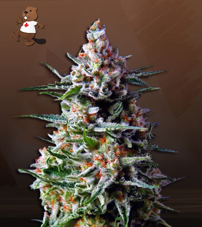 star-gazer-auto-fast-version-image