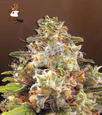 Strawberry Cough Autoflower