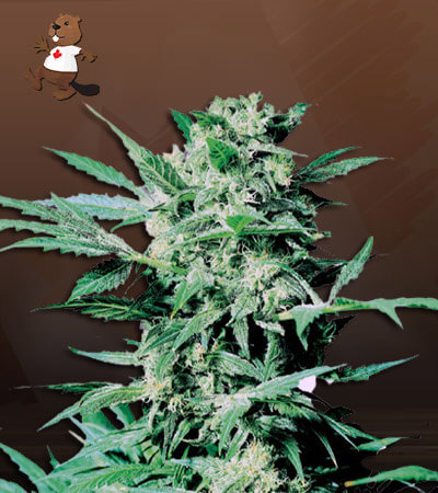 sugar-shack-autoflower-image