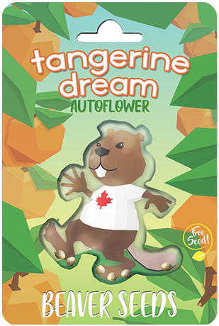 tangerine-dream-autoflower-image