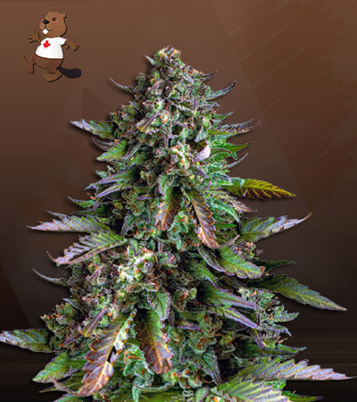 watermelon-og-autoflower-image