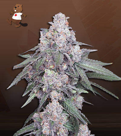 white-runtz-autoflower-image