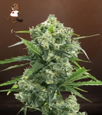 Banana Kush Autoflower