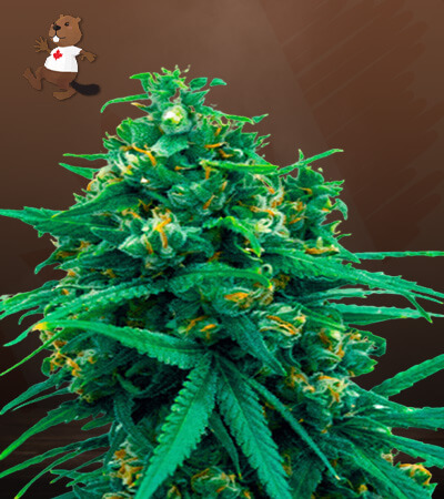 blue-cheese-autoflower-image