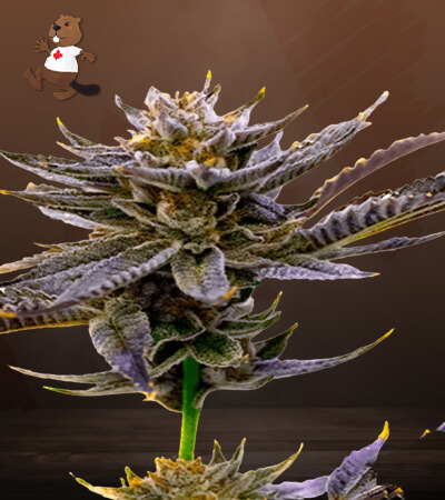 blueberry-autoflower-image