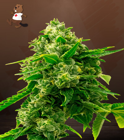 bruce-banner-autoflower-image