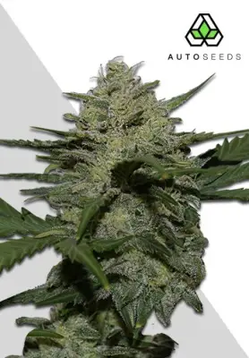 Girl Scout Cookies