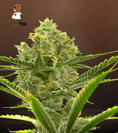 critical-+-2.0-autoflower-image