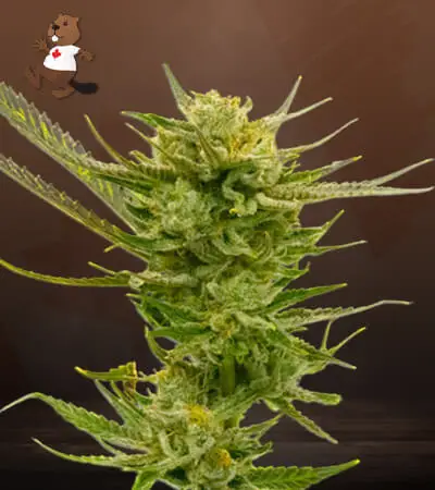 Lemon Autoflower – Beaver Seeds