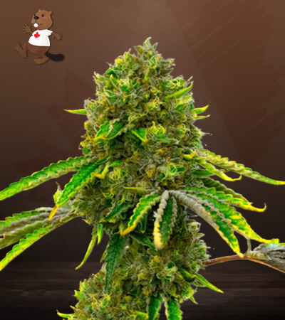 mazar-autoflower-image
