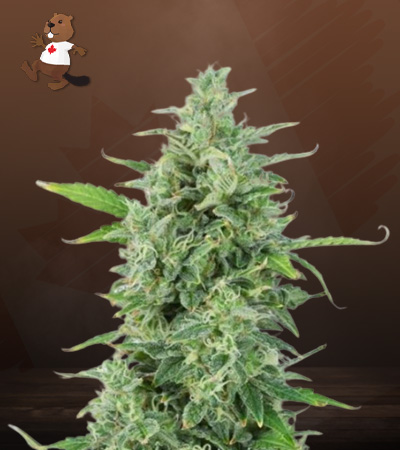 og-kush-autoflower-image