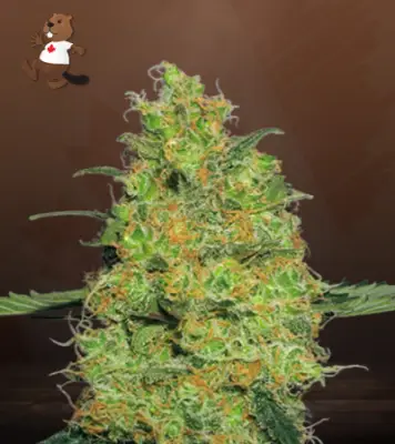 Pineapple Autoflower