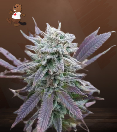purple-haze-autoflower-image